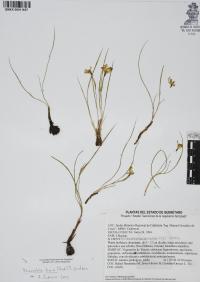 Nemastylis tenuis image